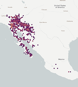Phoradendron californicum map: GBIF